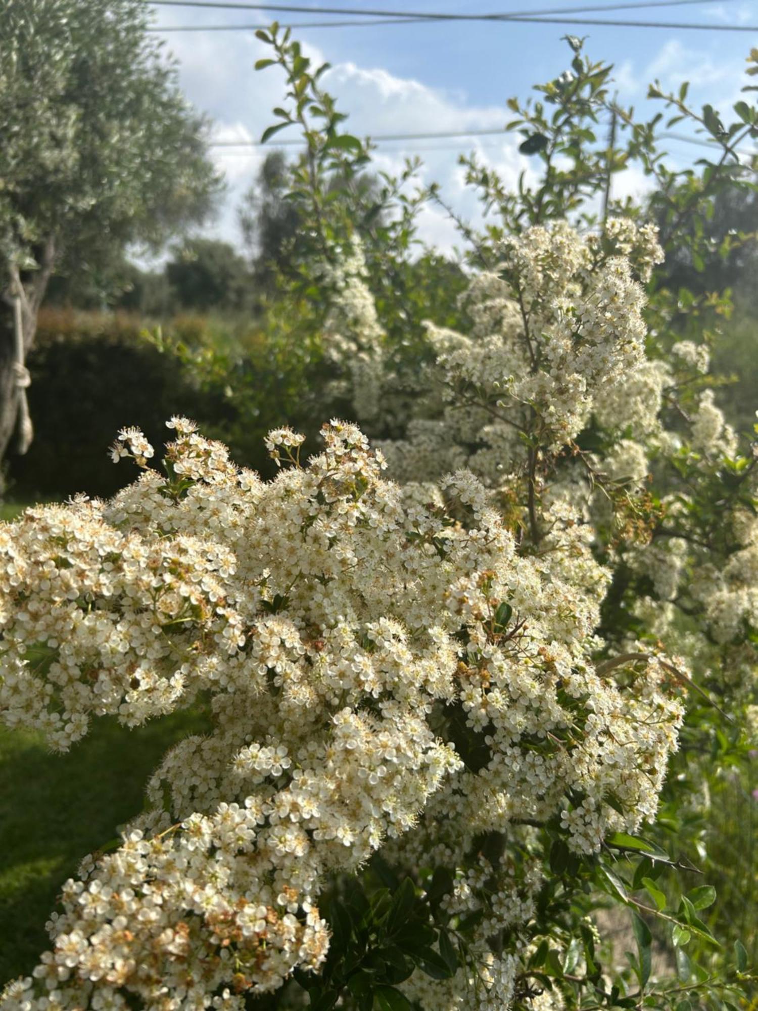 Alto Giardino Apartman Zambrone Kültér fotó