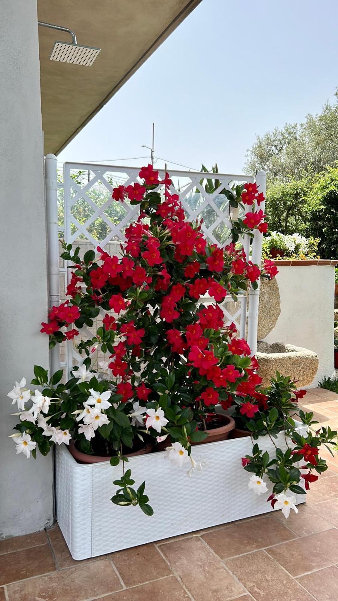 Alto Giardino Apartman Zambrone Kültér fotó